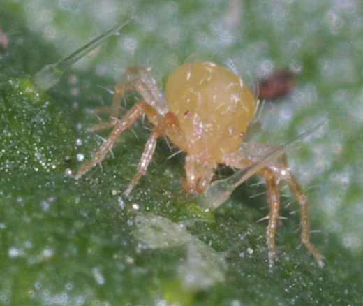 Anystidae Anystinae